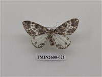 藏品(尺蛾114)的圖片